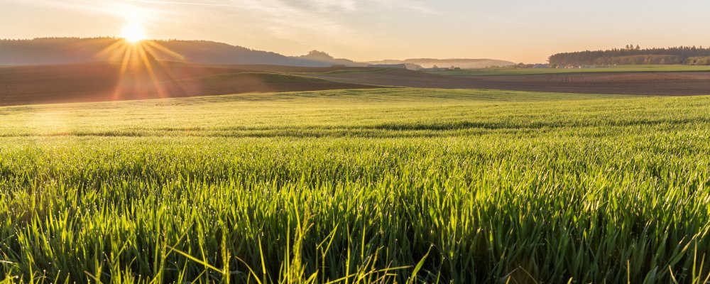 Поле пшеницы панорама