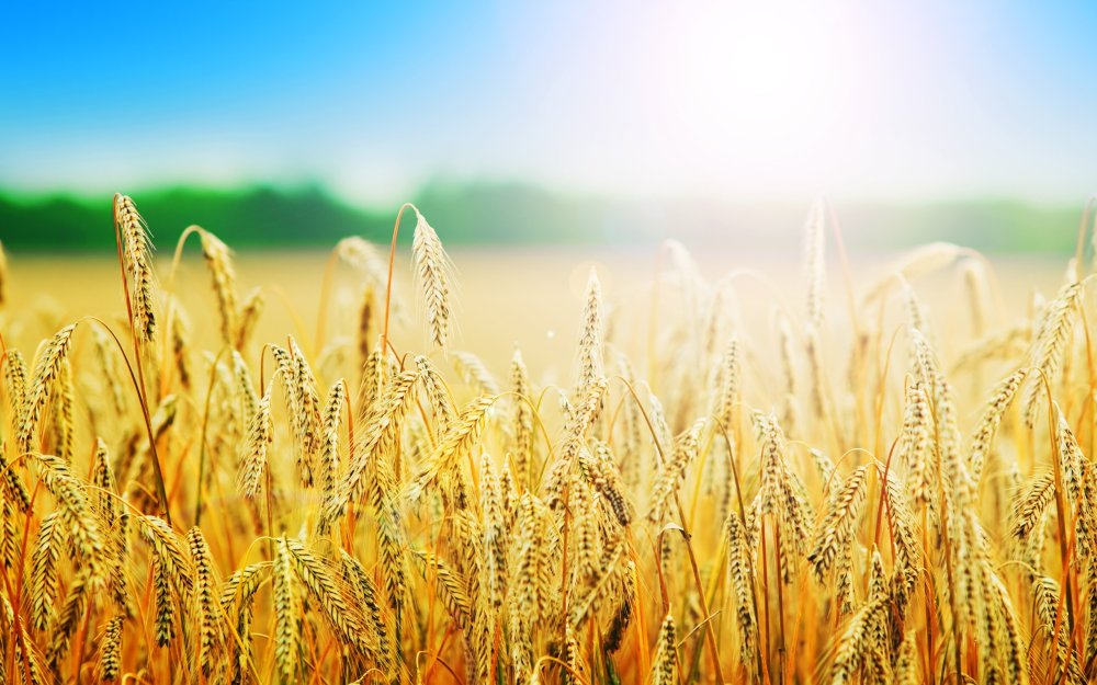 Поле с колосьями
