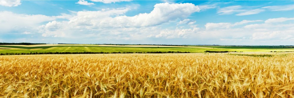 Поле пшеницы панорама