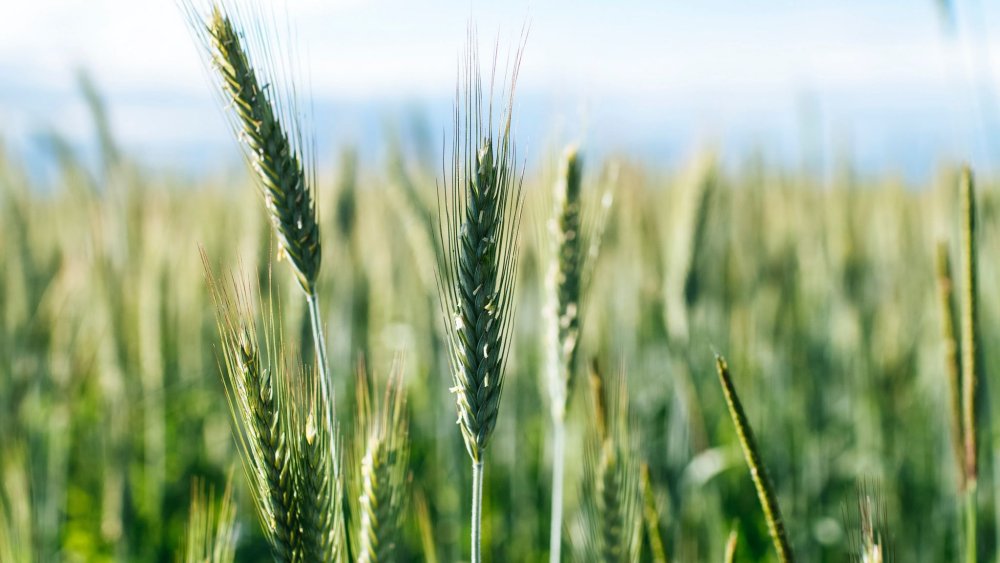 Колосья пшеницы