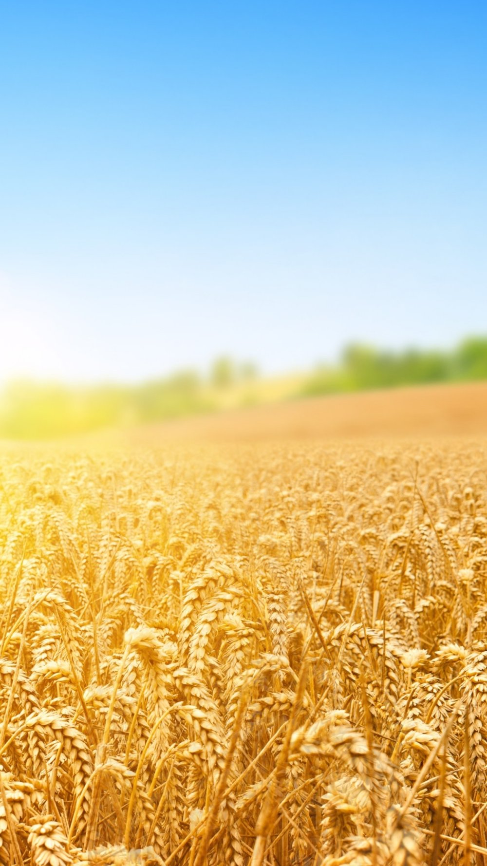 Поле с колосьями пшеницы