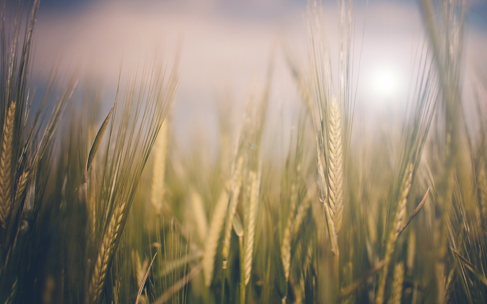 Сельское хозяйство Колос