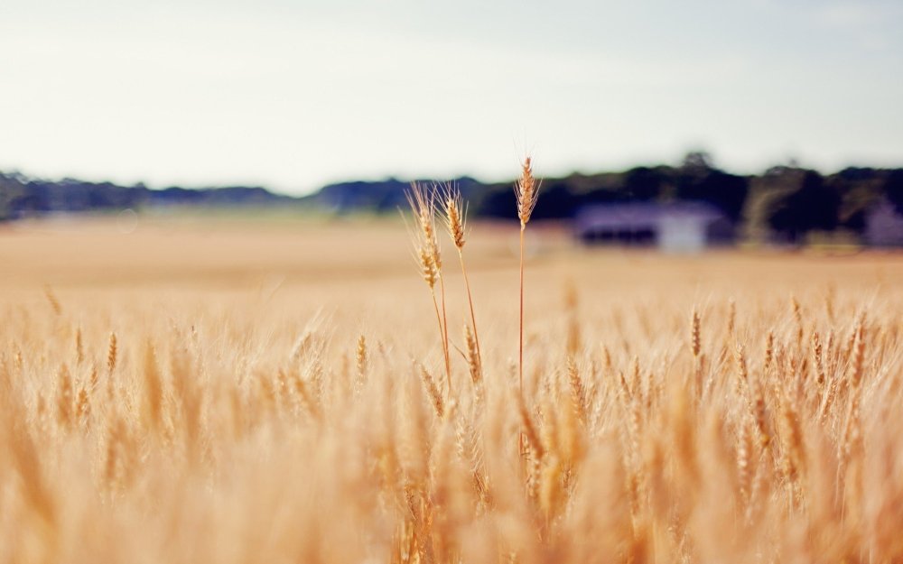 Поле с колосьями пшеницы