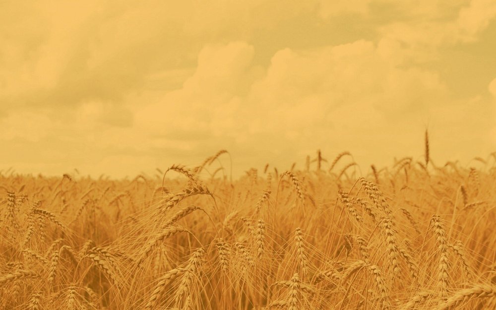 Поле ржи