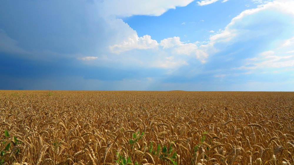 Хлебные поля Краснодарского края