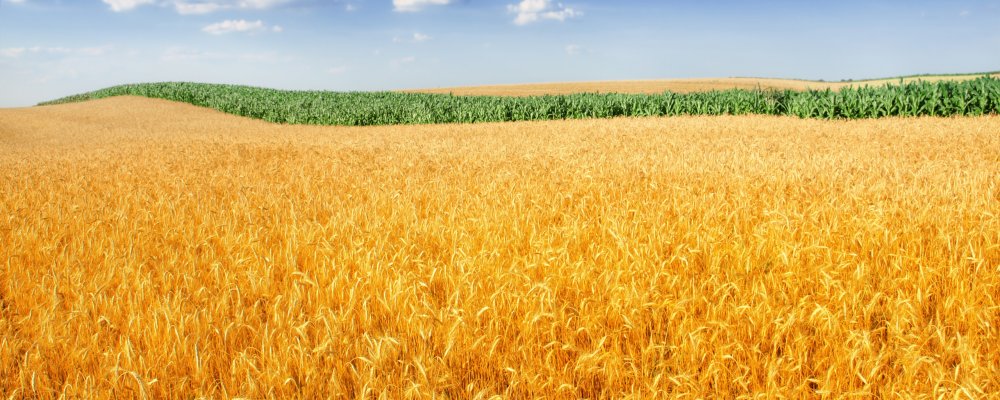 Пшеничное поле панорама