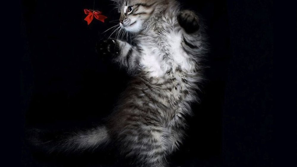 Кошка на черном фоне