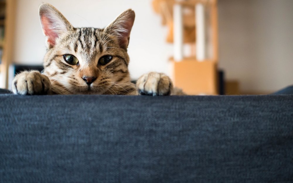 Кот выглядывает