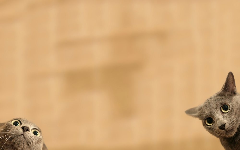 Смешной фон