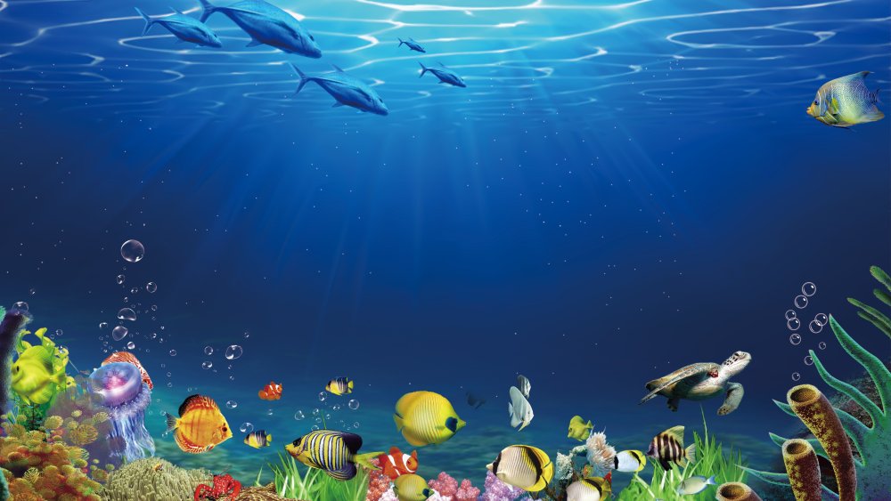Подводный пейзаж