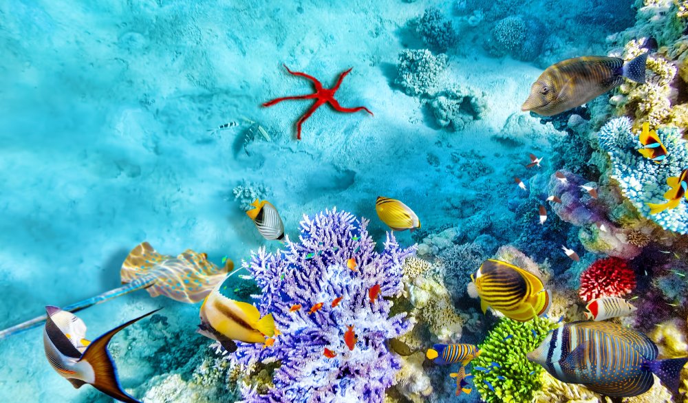 Фон подводного мира