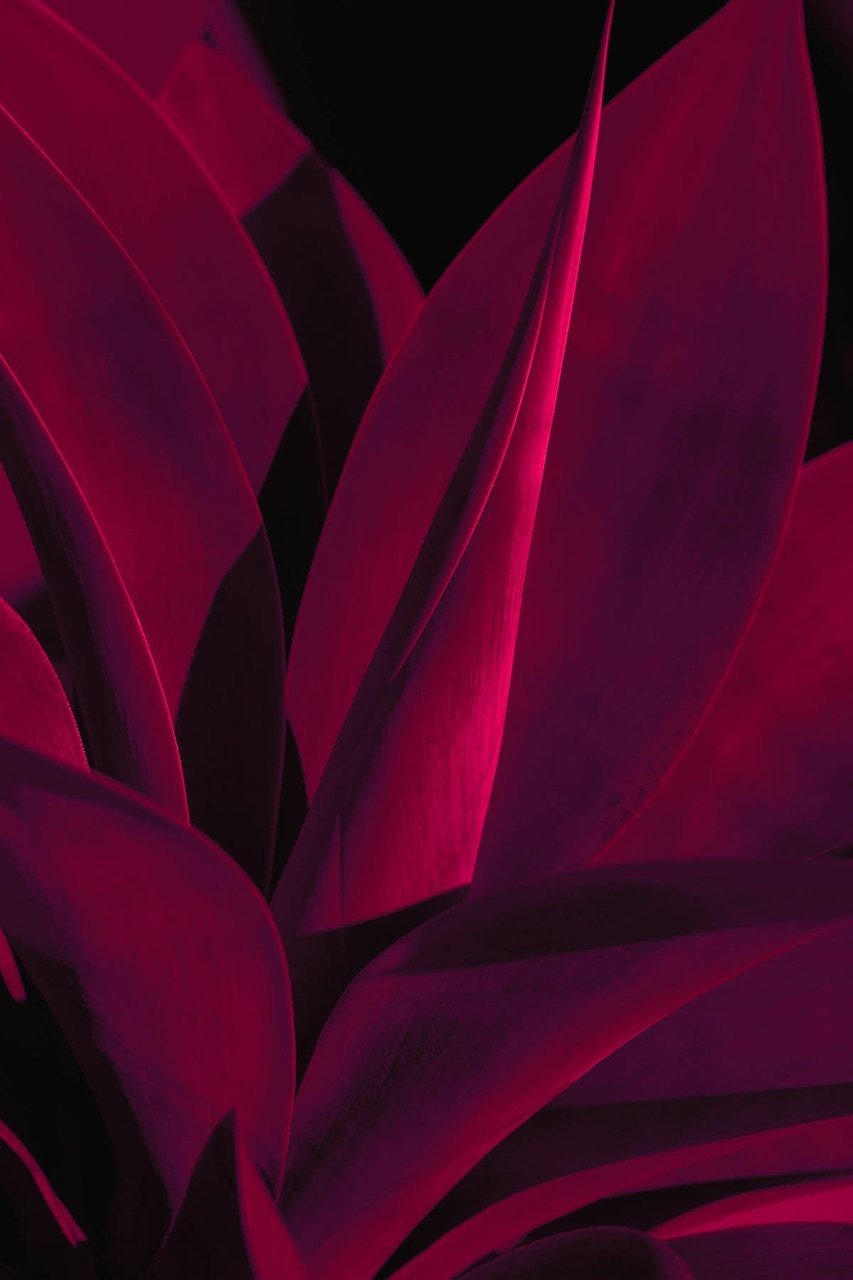 Бордовый цвет