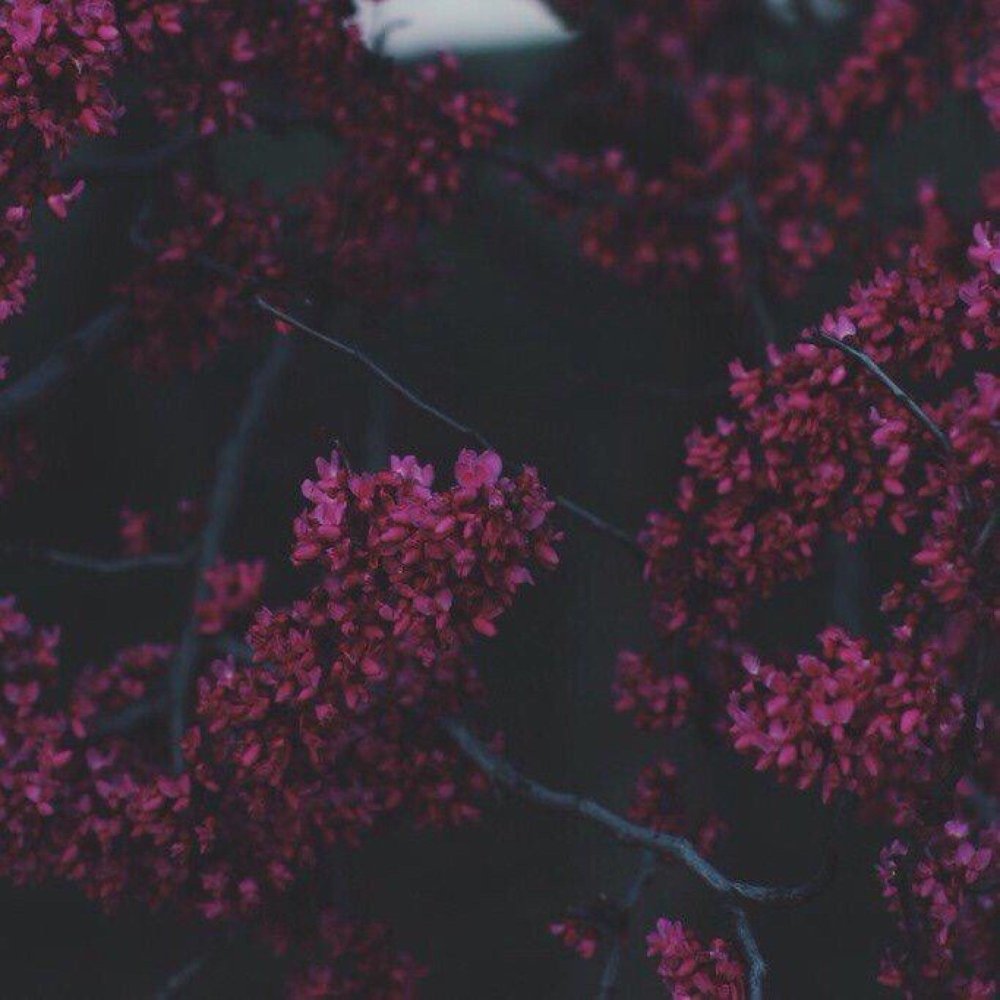 Эстетика темно розового