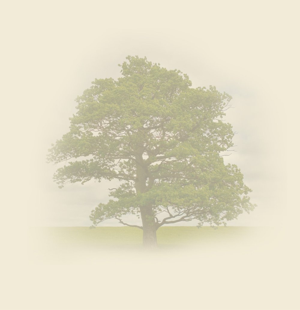 Сказочное дерево