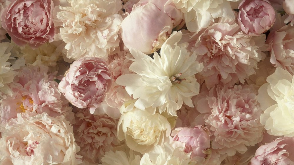 Пион темный роза