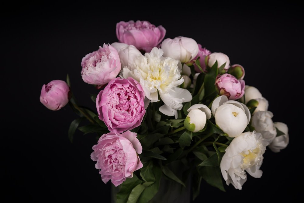 Нежный фон с пионами