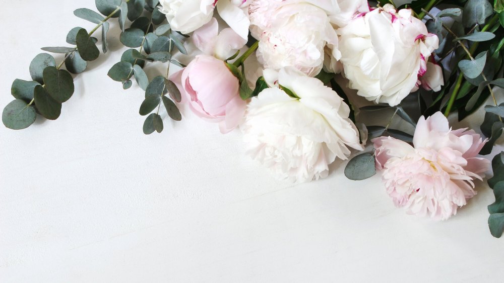 Роза пион Пинк