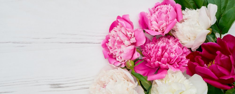 Поздравительный фон с пионами