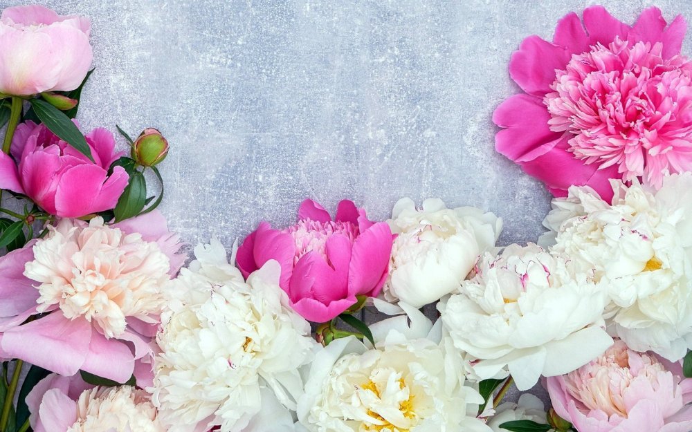 Пионы 4к обои