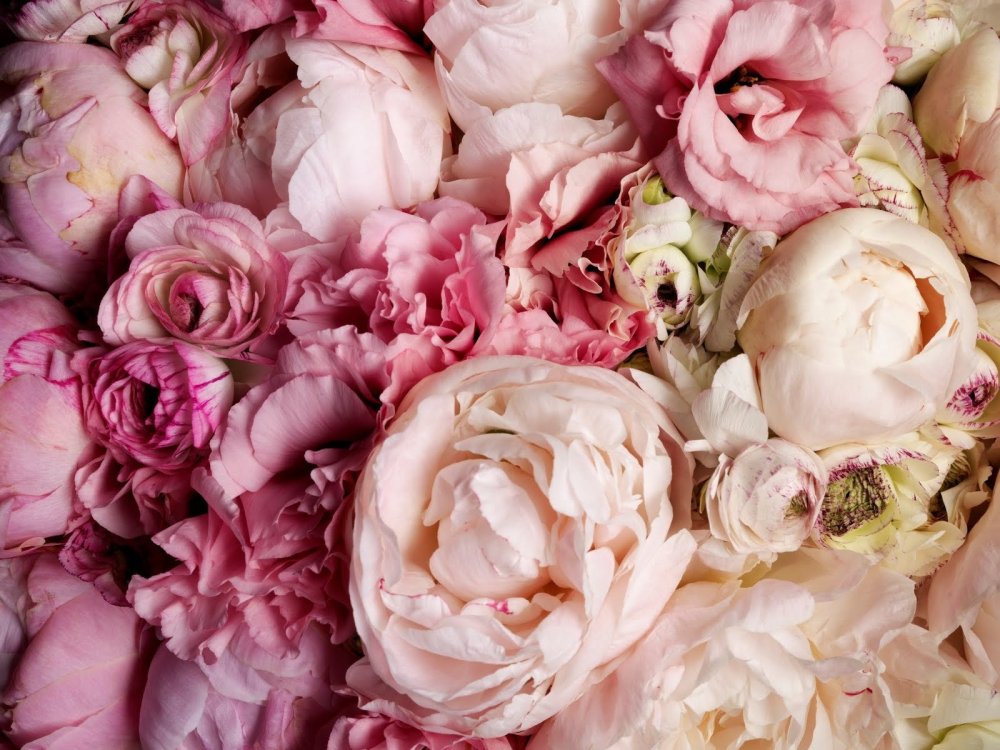 Пионы на сером фоне