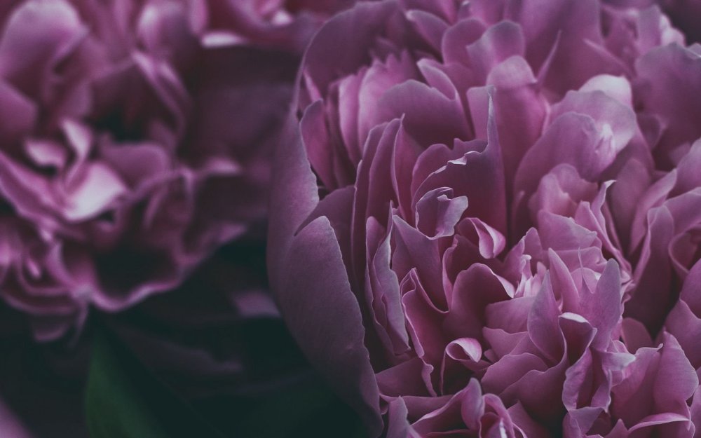 Пион нежно-розовый