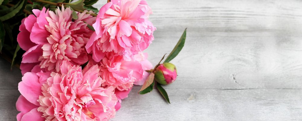 Розовые пионы фон