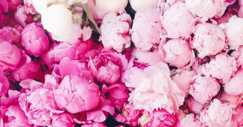 Фон из розовых пионов
