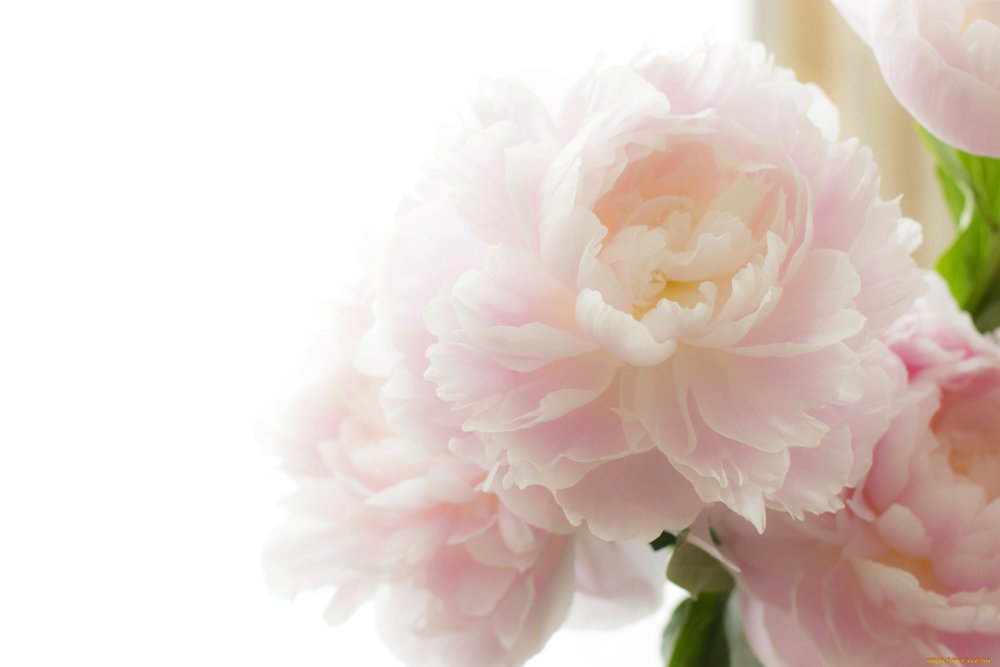 Визитка розовые пионы