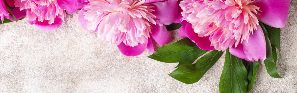 Пионы кремового цвета