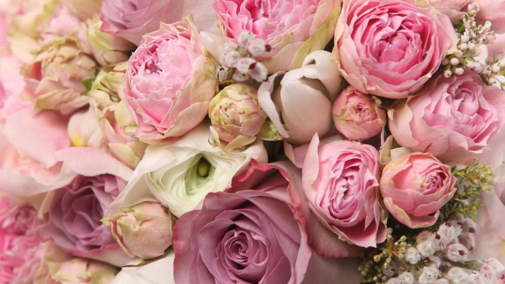 Пионовидная роза Пиони Пинк