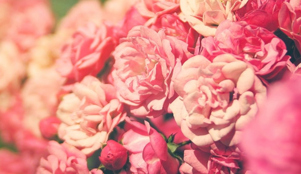 Пастельный Ганс пион