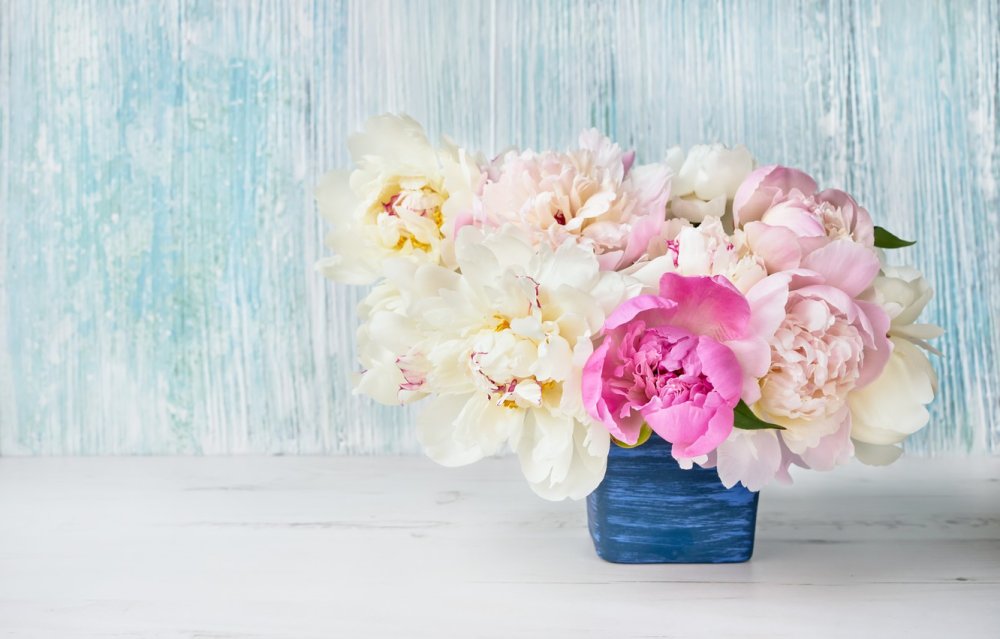 Пионы обложка