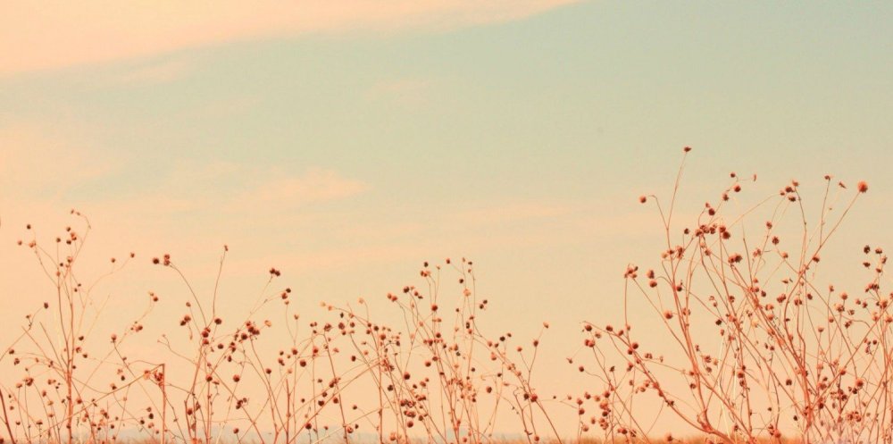 Коричневые цветы