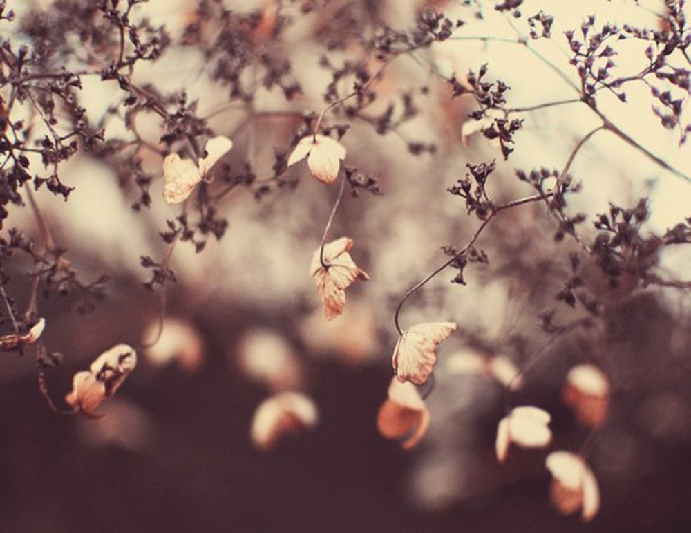 Розовые обои