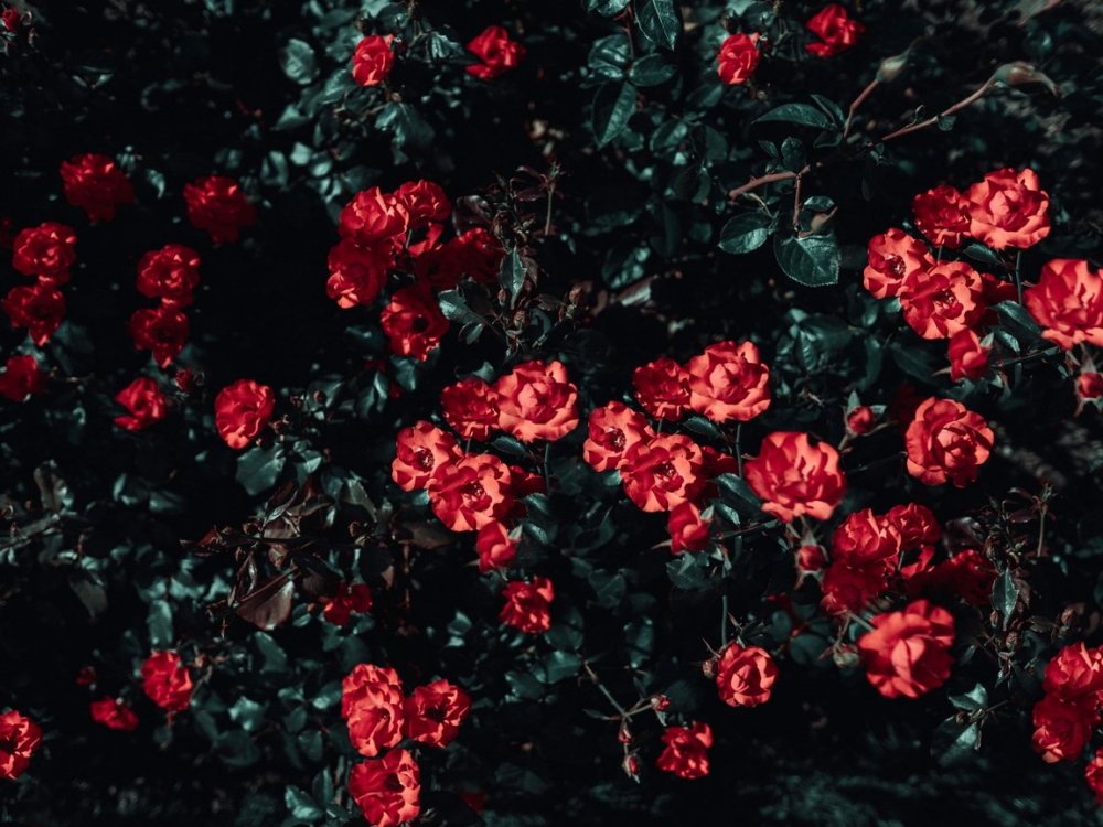 Красный цветок