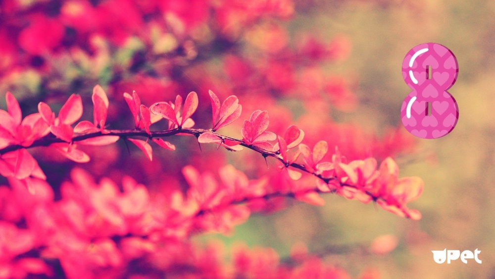 Фон для твиттера