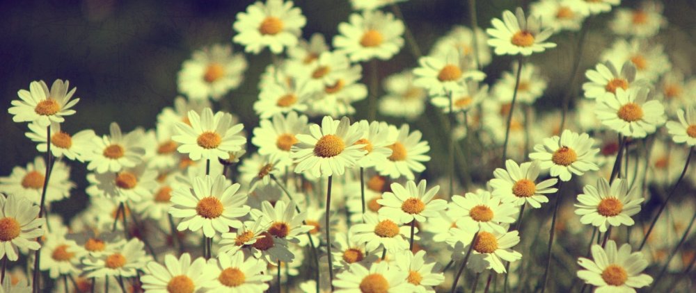 Размытые цветы