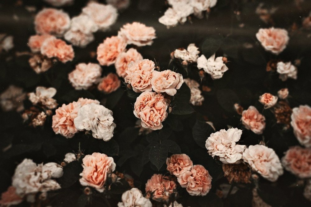 Эстетичные розовые цветы