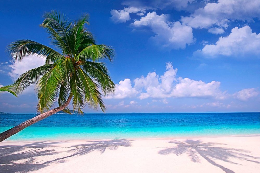 Пальмы и океан