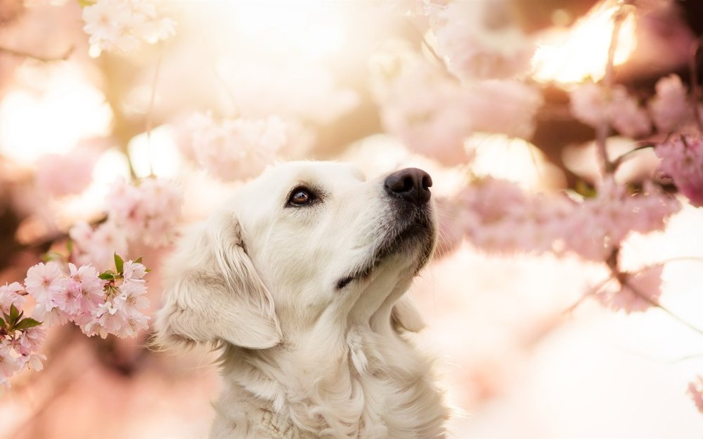 Красивые собаки