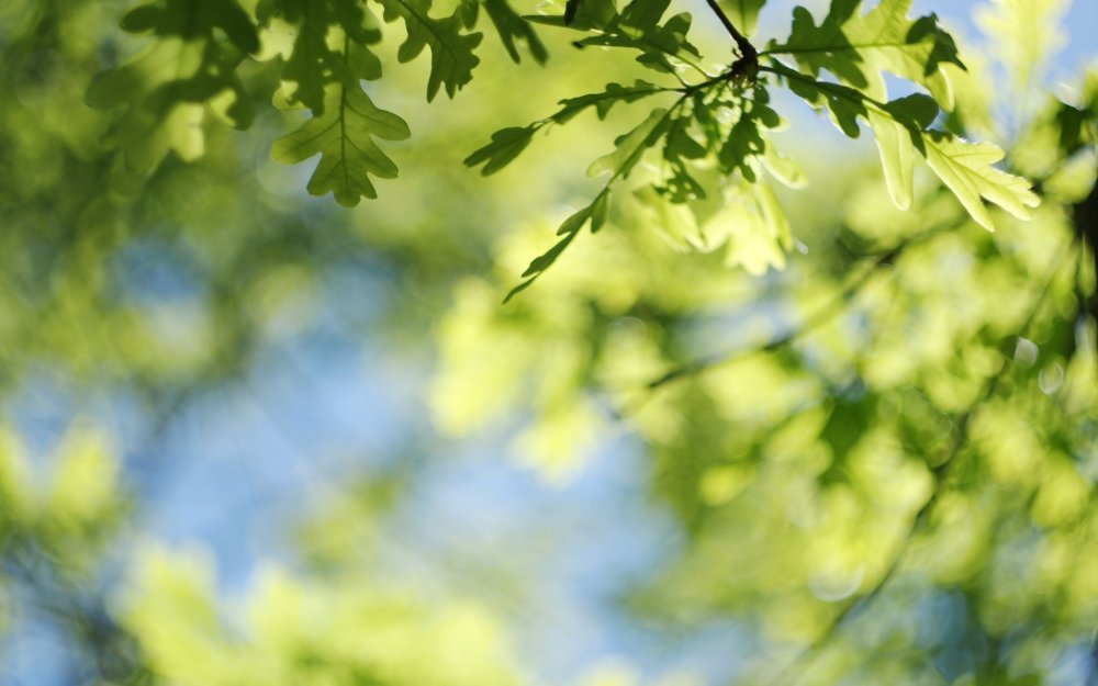 Фон природа размытый