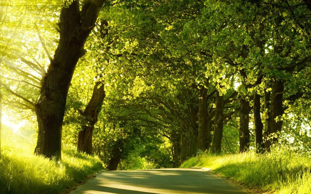 Парк солнце лето