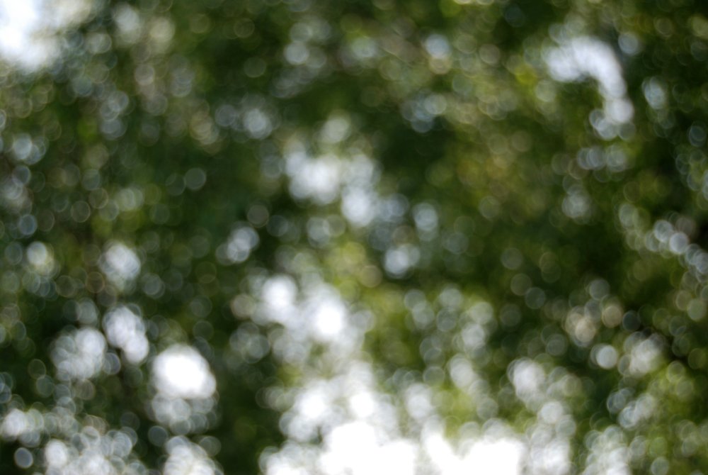 Деревья боке