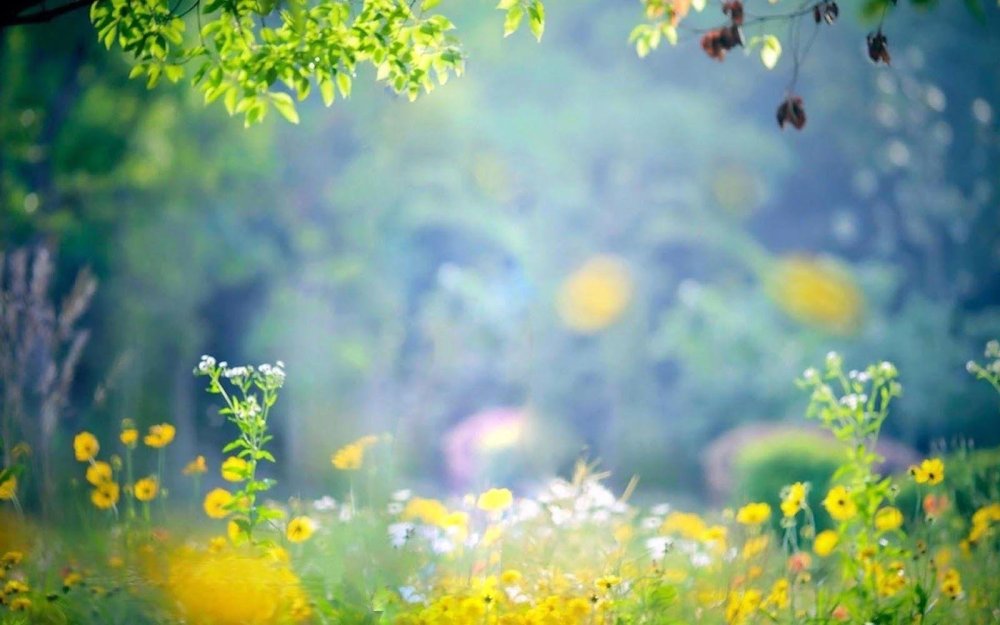 Летний фон для портрета