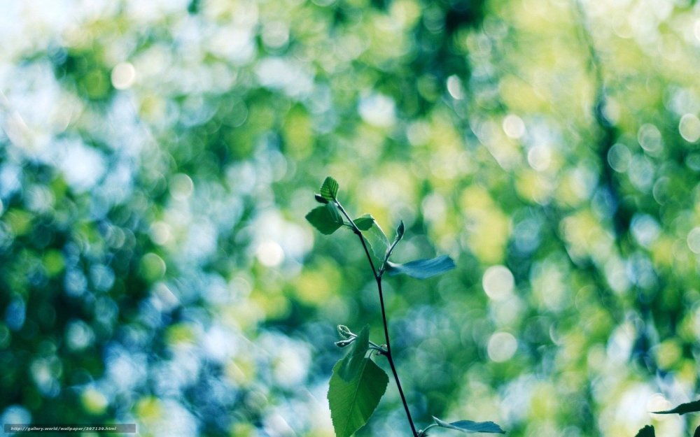 Зеленый размытый фон