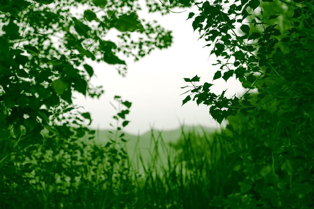 Красивый фон зелень