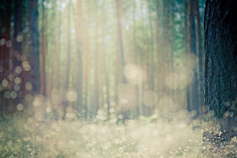 Боке природа