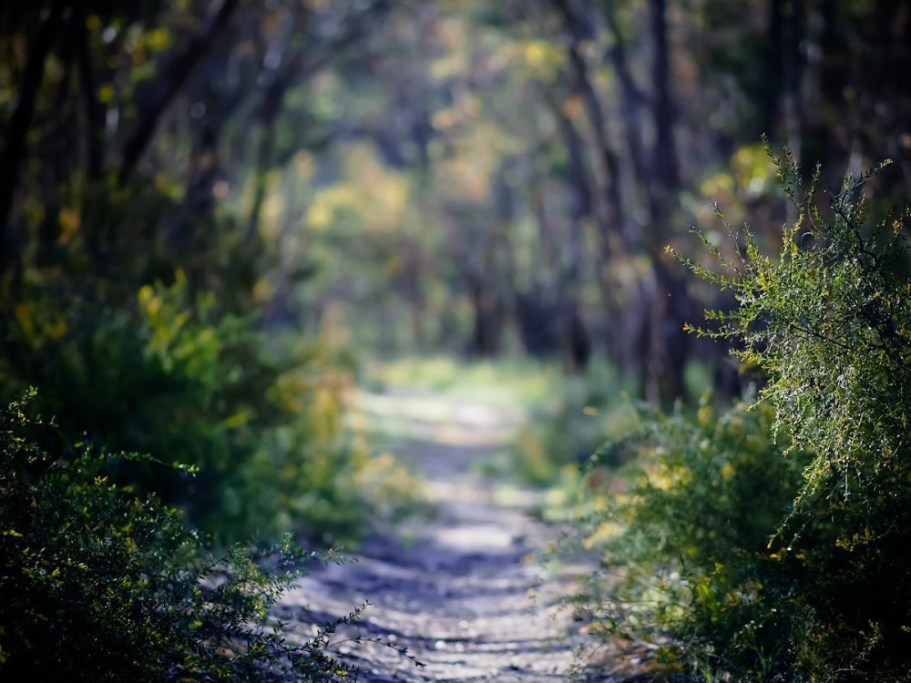 Размытый лес