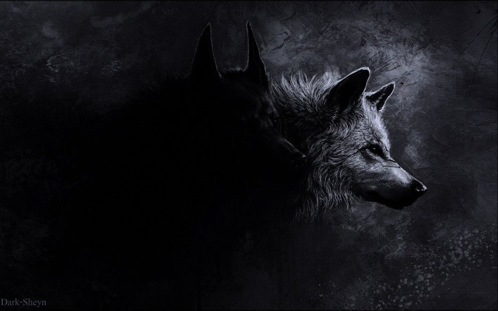 Волк на черном фоне