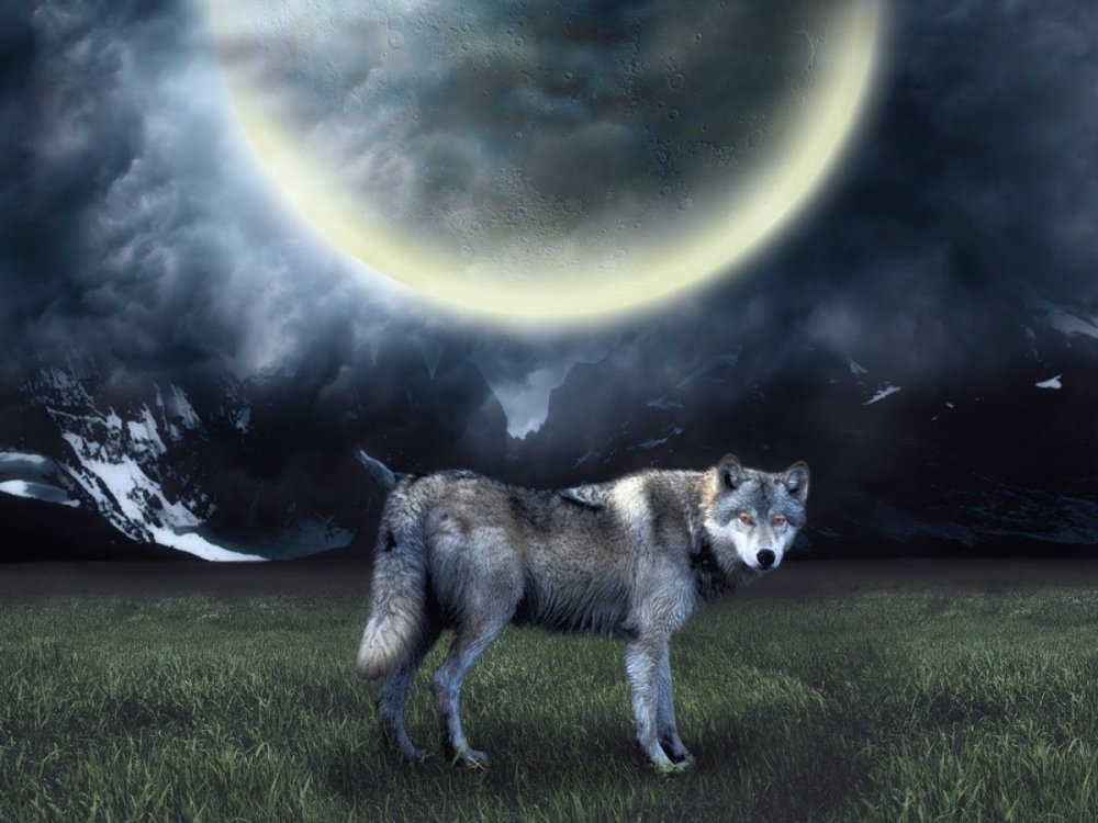 Волк и Луна